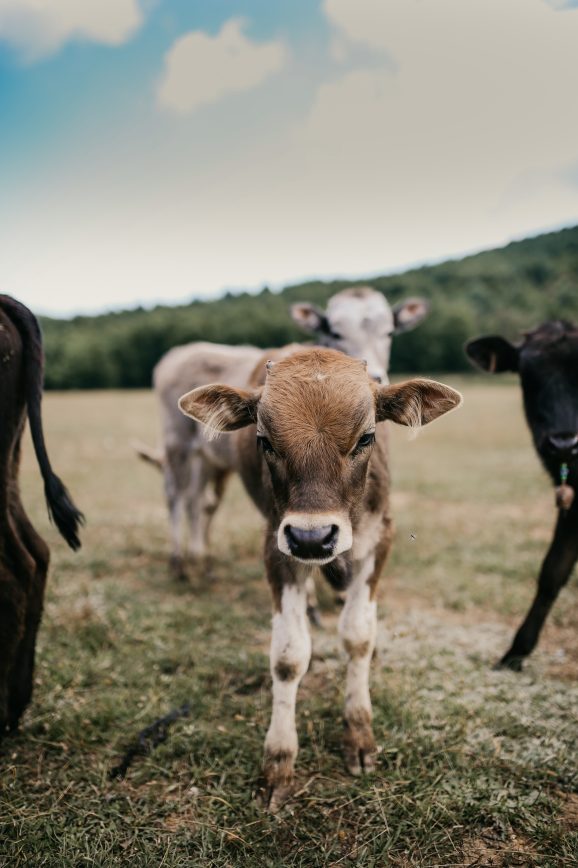 calves in pasture