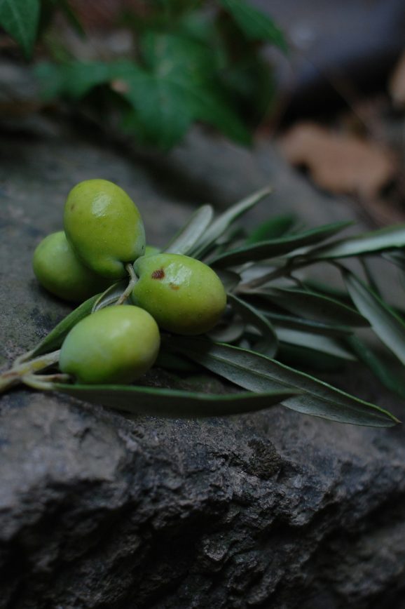 olives on stone